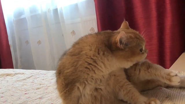 🧡🧡🧡КОШКА ЗОЛОТАЯ ШИНШИЛЛА🤩УСТИНЬЯ😺🧐🐱УТРЕННИЕ ПОВАЛЯШКИ✨