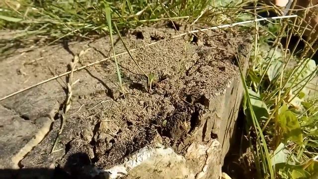 Муравьи подняли тревогу смотреть онлайн