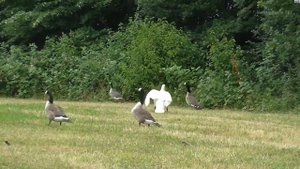Гуси против лебедей / Geese against swans