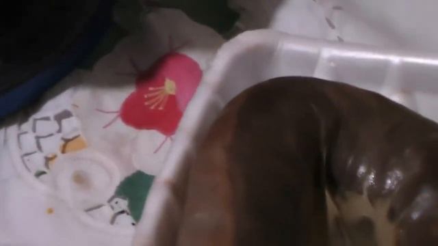 Вареный казы дороже сырого в два раза.Как сварить конскую колбасу, чтобы вес не уменьшился. Еда дом смотреть онлайн