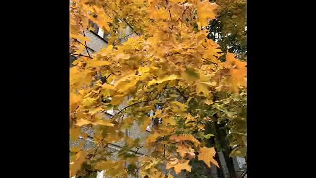 Кленовый лист Какая красота в Костомукше смотреть онлайн