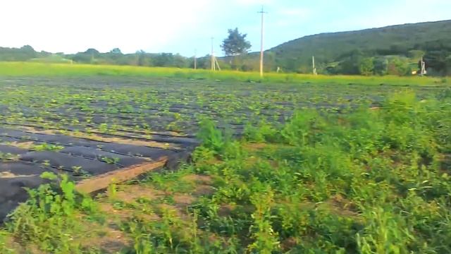 Самый дешевый полив 3О соток малины за 38 т.р.!!!! смотреть онлайн