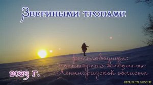 Звериными тропами. Мониторинг животных Ленинградской области. 2023 год