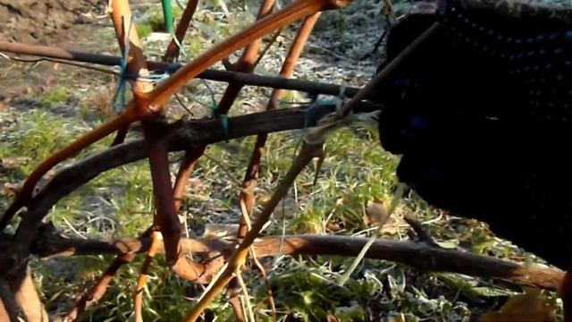 Обрізування винограду Рошфор -23* й надійне вкривання на зиму.