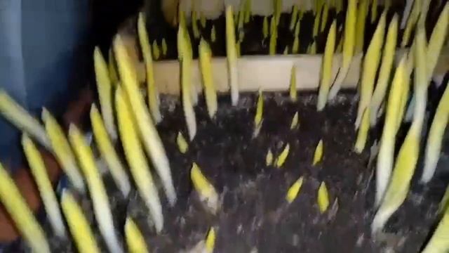 Выгонка тюльпанов к 8 марта в январе 2020 Tulip Distillation 2020 Бизнес на тюльпанах