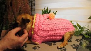 Продаю вязаную одежду для ЧИХУАХУА шапка , свитер , платье , комбинезон - готовые и на заказ