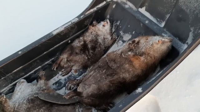 Охота на бобра январь 2022 Трофей 27, 25, 14 кг смотреть онлайн