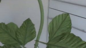 Ростовый пион из гофрированной бумаги