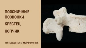 Поясничные позвонки - особенности строения. Крестец. Копчик.