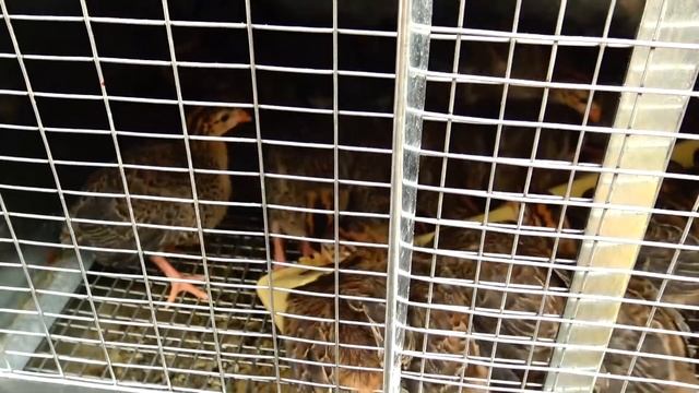 VLOG: Красноярская ярмарка СИБИРСКАЯ ДАЧА Домашние животные для детей смотреть онлайн