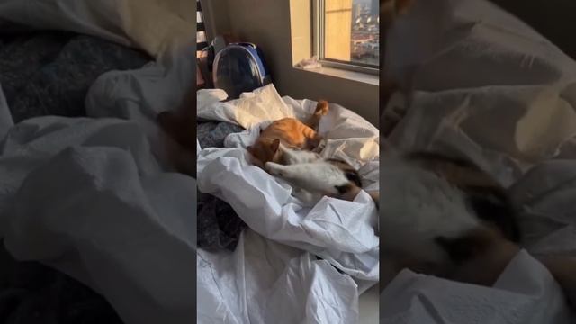 #ДомашниеПитомцы