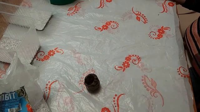 Клематис дома на окне. Обрезка, черенкование и укоренение.