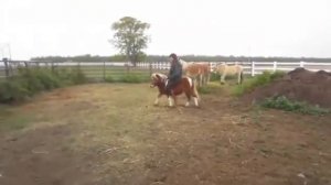 Lovely girl on a cute little pony