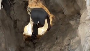 omonxon notanish g'orda😱😨😵