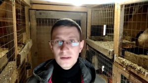 Какую породу кур выбрать? Что нужно знать! Амерауканы гуляют