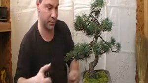 Бонсай урок пересадки  Сосна