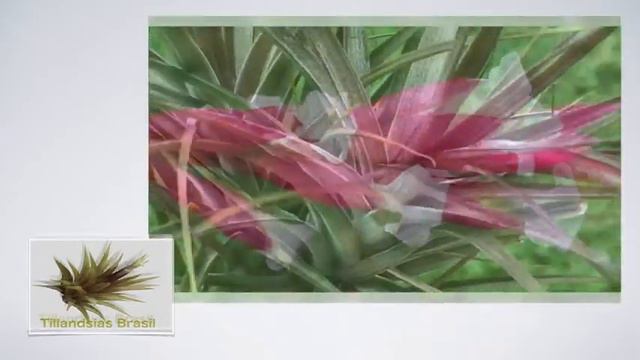 Maravilhosa Tillandsia Tenuifolia Amethystina смотреть онлайн