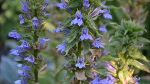 Лобелия многолетняя. Цветение лобелии Ласточкино гнездо