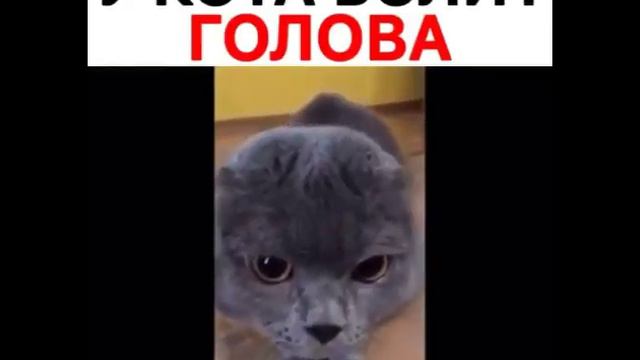 5 смешных но коротких видео приколов моё первое видео