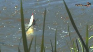 Пять советов по ловле на вращающиеся блесны. Вопрос-ответ