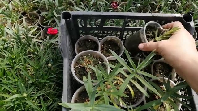 Гипсофила уход, черенкование. Продолжение. смотреть онлайн