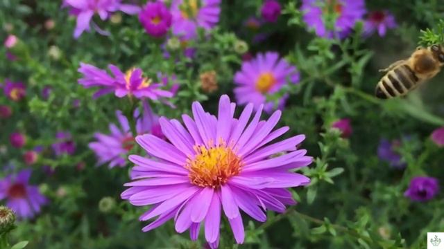 Beautiful Flowers  Flower Blooming Time Lapse With Amazing Nature Scenery  The Best Relax Music