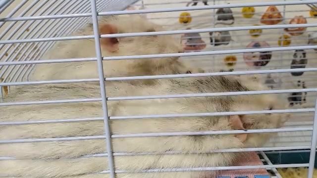 КРЫСЫ В ЭФИРЕ | МАССАЖ смотреть онлайн