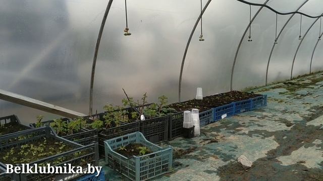 Мифы о клубнике. Безусая клубника, минеральные удобрения.... смотреть онлайн