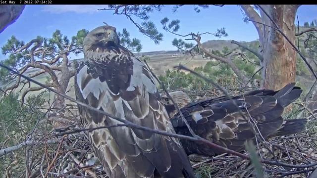 7.05.2022 Лети, дорогая, лети... (содержание⬇️) Солнечные орлы Aquila heliaca, Татарстан