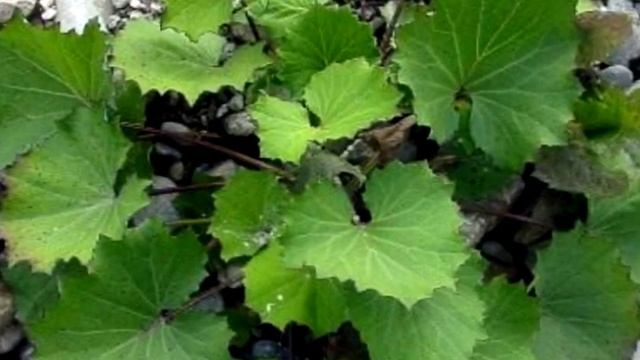 Чем полезна мать и мачеха. Применение в народной медицине смотреть онлайн