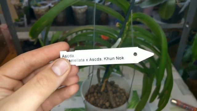 Problems With My Vanda Orchids : Fusarium, Crown Rot, Dry Stem! смотреть онлайн