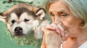 Волчонок барахтался в воде и не мог выбраться Бабуля поспешила на помощь а потом случилось.mp4