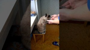 Кошка с собачьими повадками