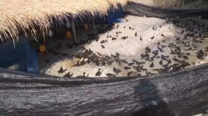 утиная ферма в Тайланде