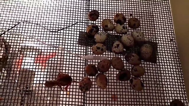 Инкубация перепелов. Вывод, перепелов. Размножение перепелов.