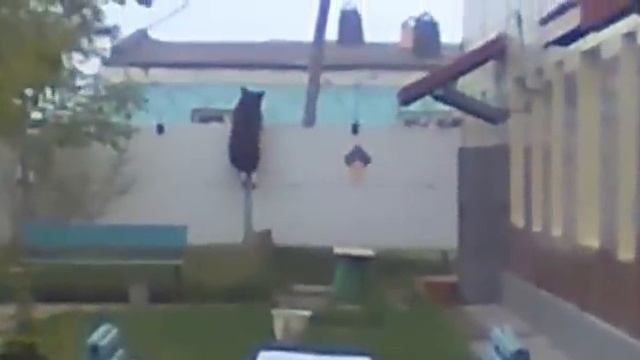 Утренняя прогулка медведя по охраняемой территории. смотреть онлайн