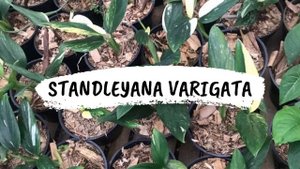 Monstera Standleyana Variegata Plant
