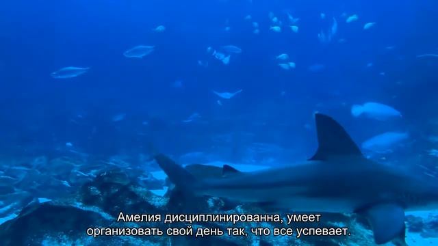 Значение имени Амелия. Толкование, судьба, характер