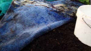 Красный калифорнийский червь .Простое содержание, хорошая отдача.