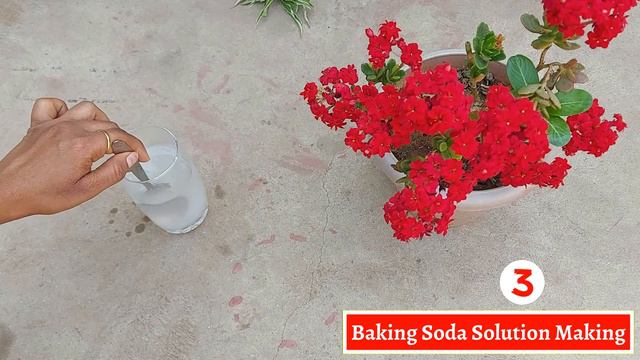 How to Clean Houseplant Leaves | How to Clean Plant Leaves and Make Them Shine | Clean Indoor Plant