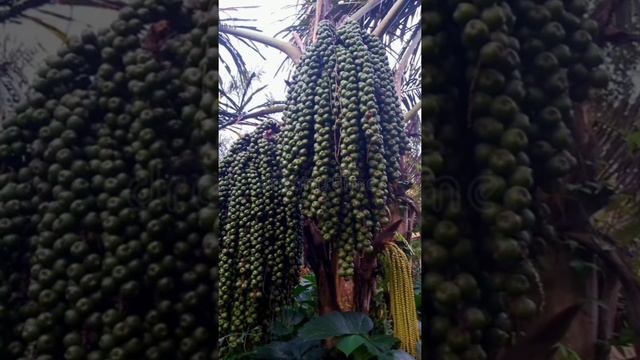 Arenga pinnata sugar palm Tree 🌴🌴