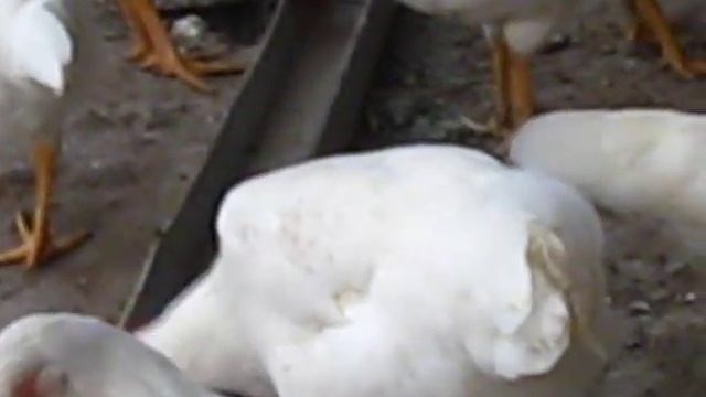 Леггорны из Дивнагорья смотреть онлайн