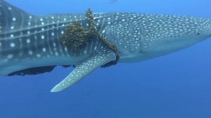 Китовая акула приплыла к рыбакам за помощью. Только посмотрите, как она их поблагодарила!