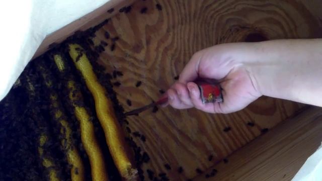 Bee hive removal from under a house Nov 15 2013 смотреть онлайн