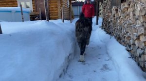 Мартин,наш гость из питомника Алабай 62, вл. Корлюков А. БУЛЬДОЗЕРА линия. САО. РКФ/FCI.+7915778778