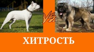 Аргентинский дог против кавказской овчарки!