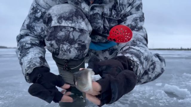 ЛОВЛЮ ОКУНЯ НА БЛЕСНУ. ПОКЛЕВКИ- ОТДАЙ УДОЧКУ. смотреть онлайн