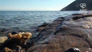 Мыс Толстый  Озеро Байкал