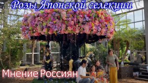 Японские розы в России. Обзор трёх селекционеров и 16 сортов роз.