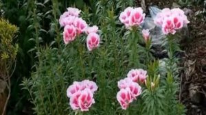 Цветок годеция